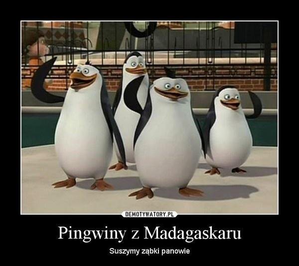 пингвин из мадагаскар
