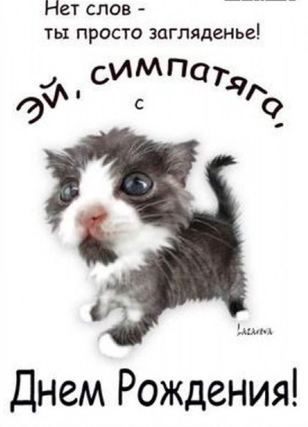 открытка на др с котиком
