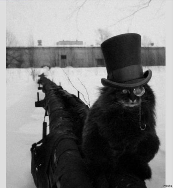 кот в цилиндре