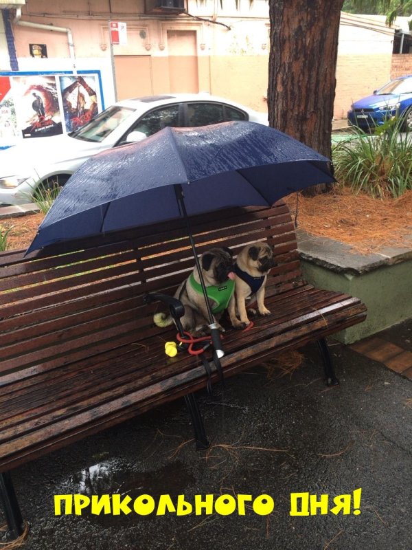 мопс смешной