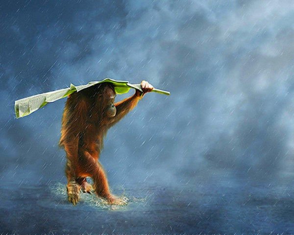 обезьяна орангутан