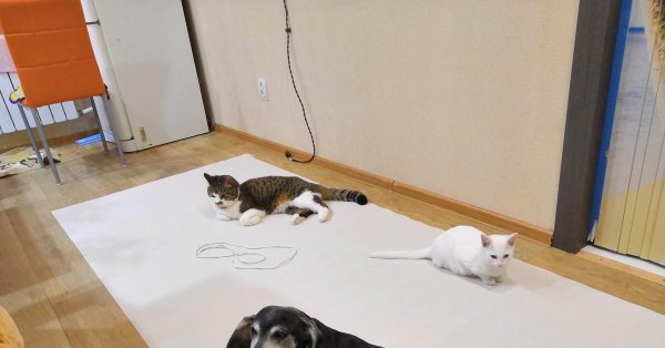 котокафе крылова 26 екатеринбург