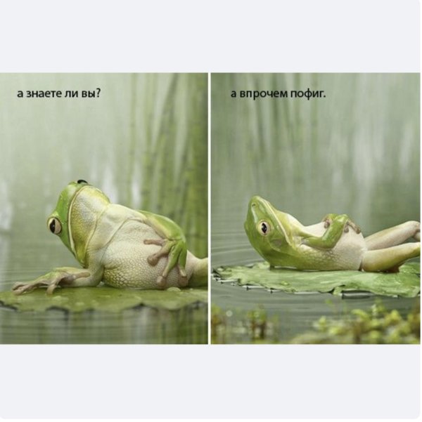 лягушка пофигистка