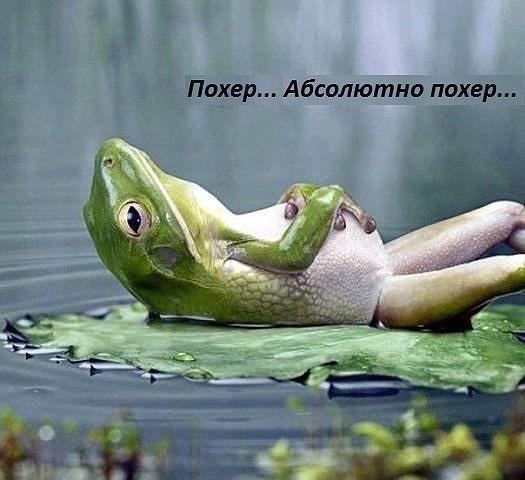 лягушка живая