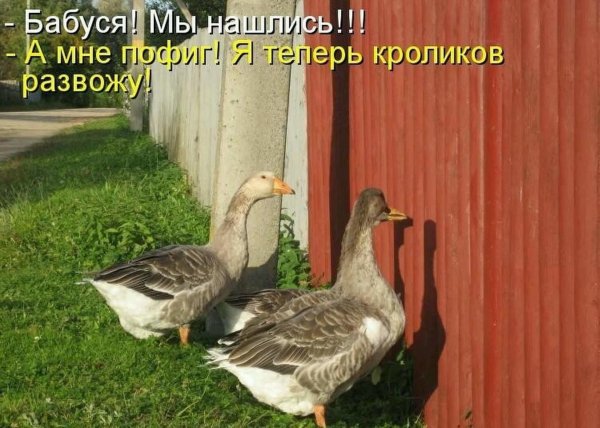 породы домашних гусей