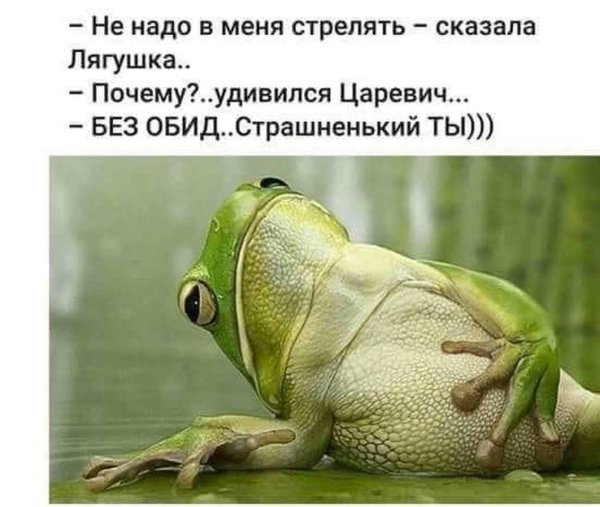 смешная жаба