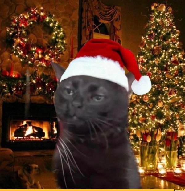 котик в новогодней шапочке