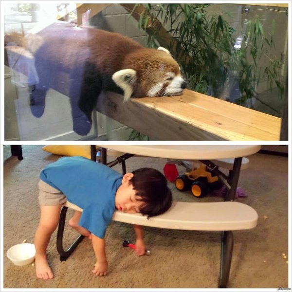 красная панда