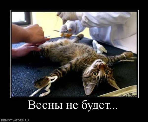 стерилизации кошки
