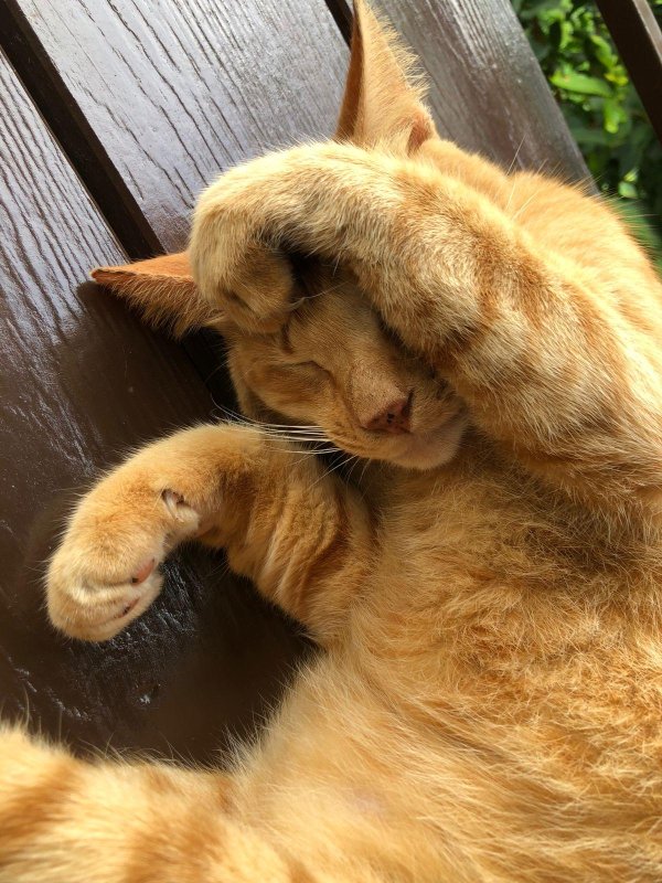 рыжий кот спит