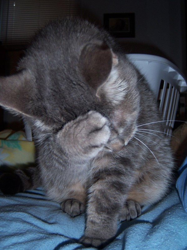 кошка фейспалм