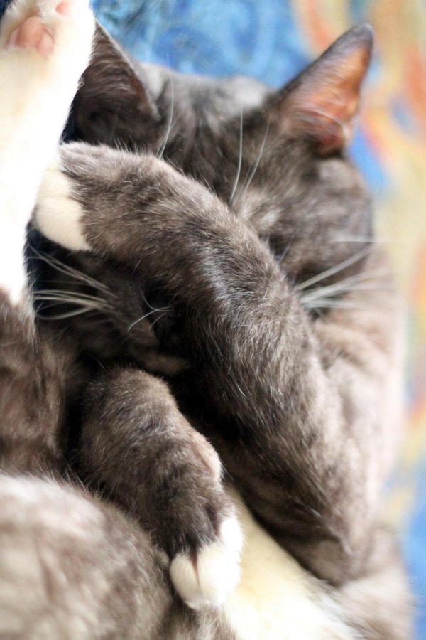 про котиков