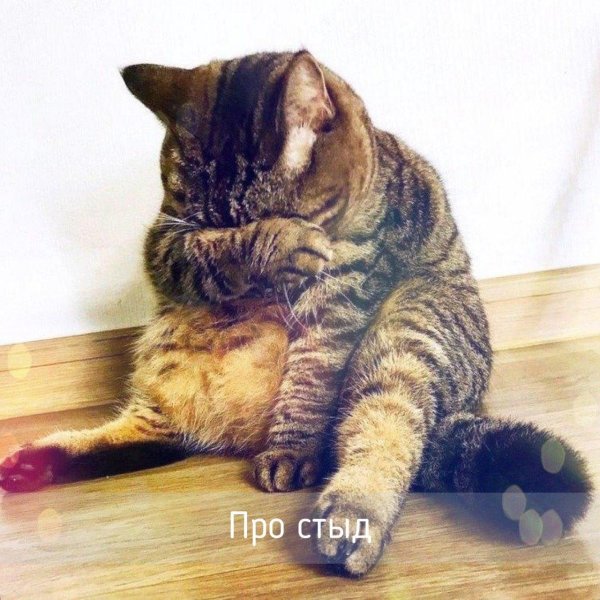 кот обиженный