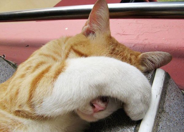 понедельник животные