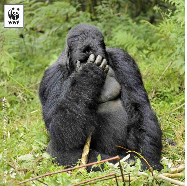 горилла обезьяна