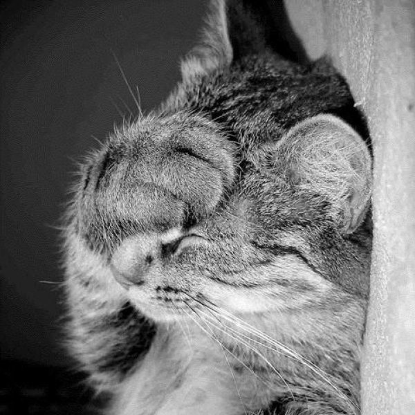 котик закрыл глаза