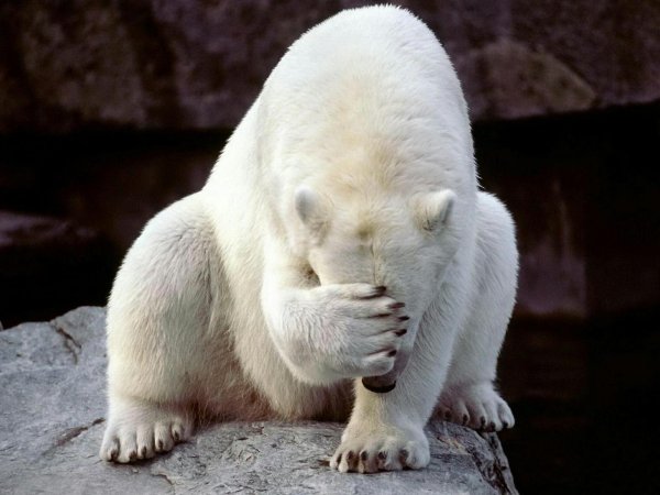 полярные медведи