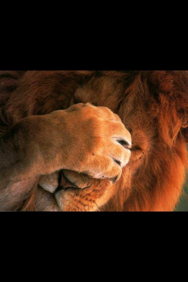 фотографии льва