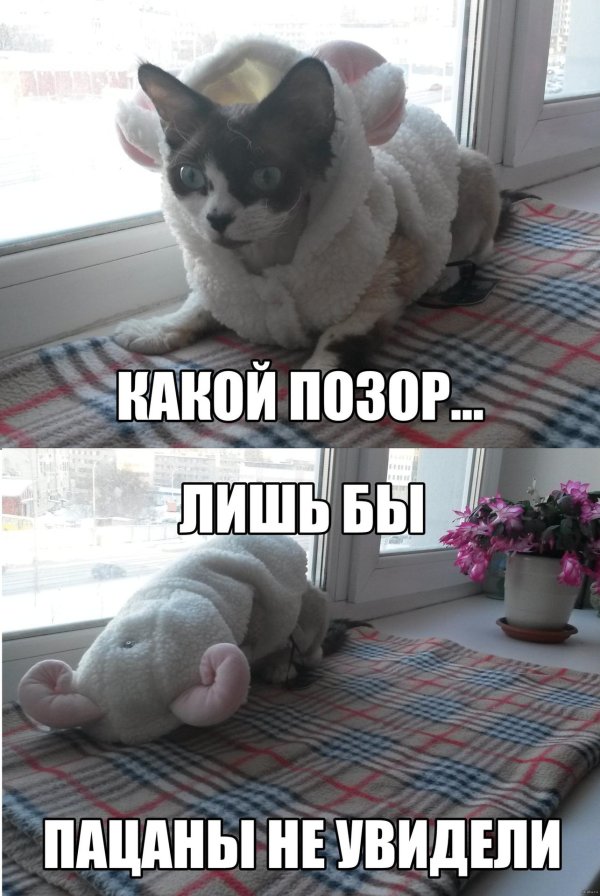 смешные комментарии