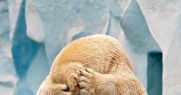 обиженный мишка