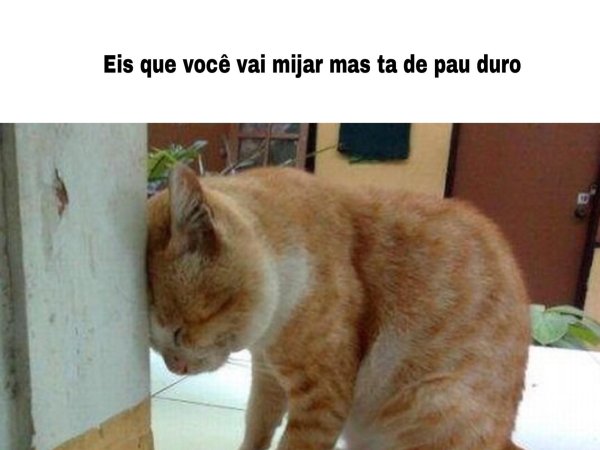 рыжего кота