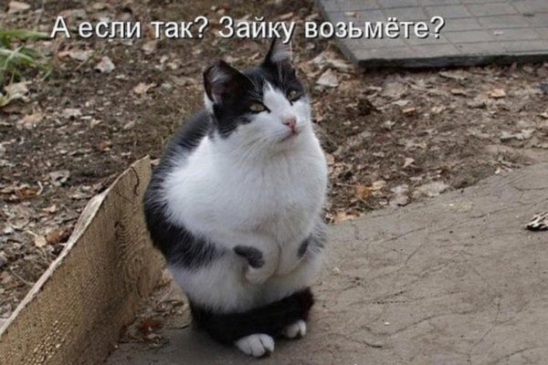 надоело быть котом буду зайчиком