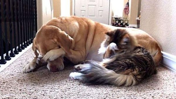 кошка с собакой