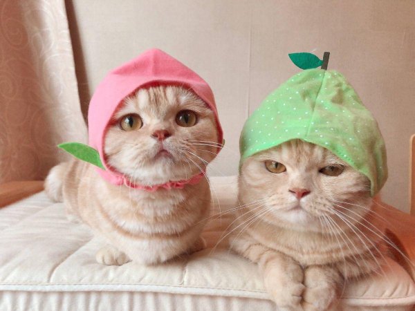 милая котик