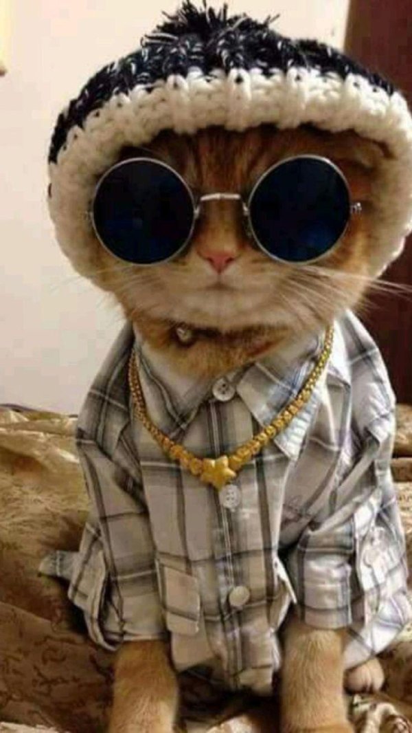 кошачий костюм