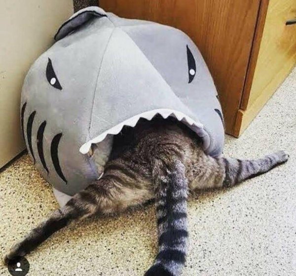 домик для кошек