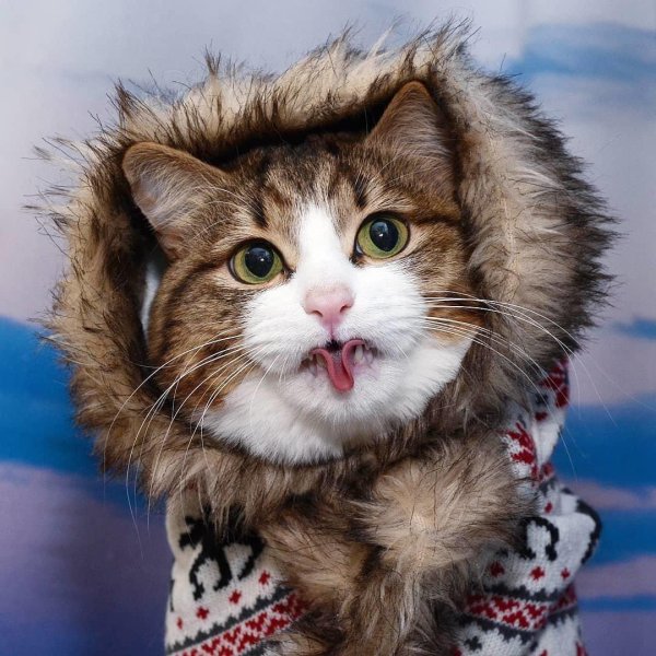 кошачьи морды