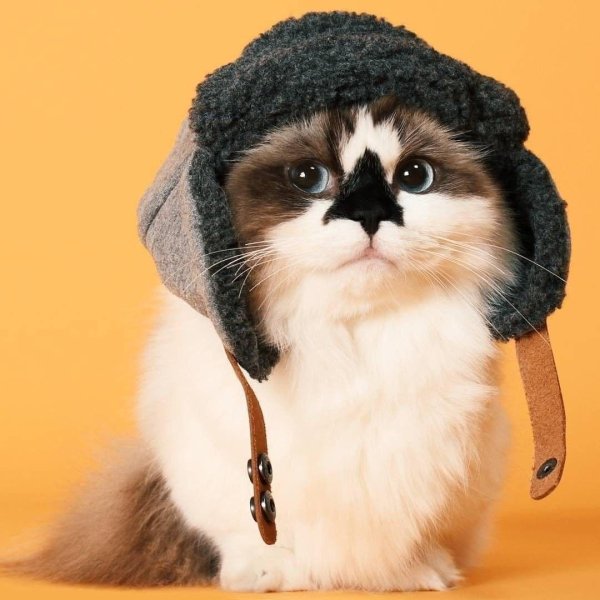 кошка в шапке