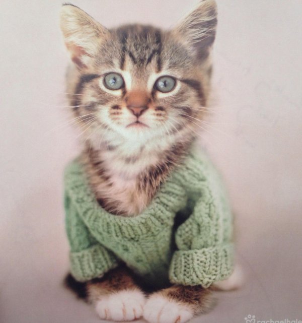 очаровательные котята