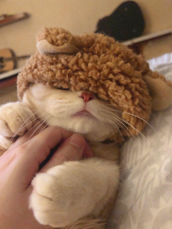 милая котик