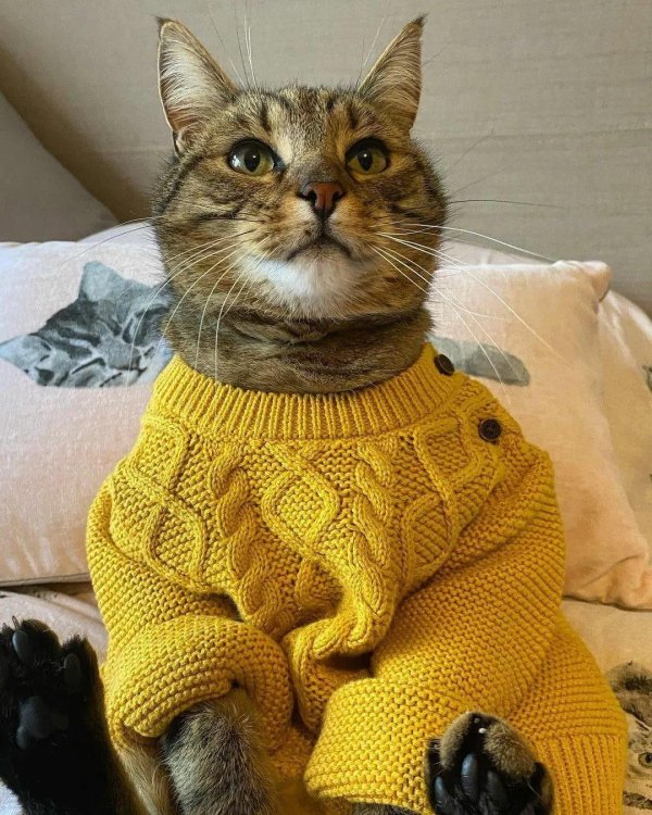 кошачья одежда