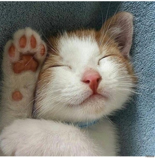 кошачий сон