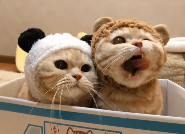 котенок смешной