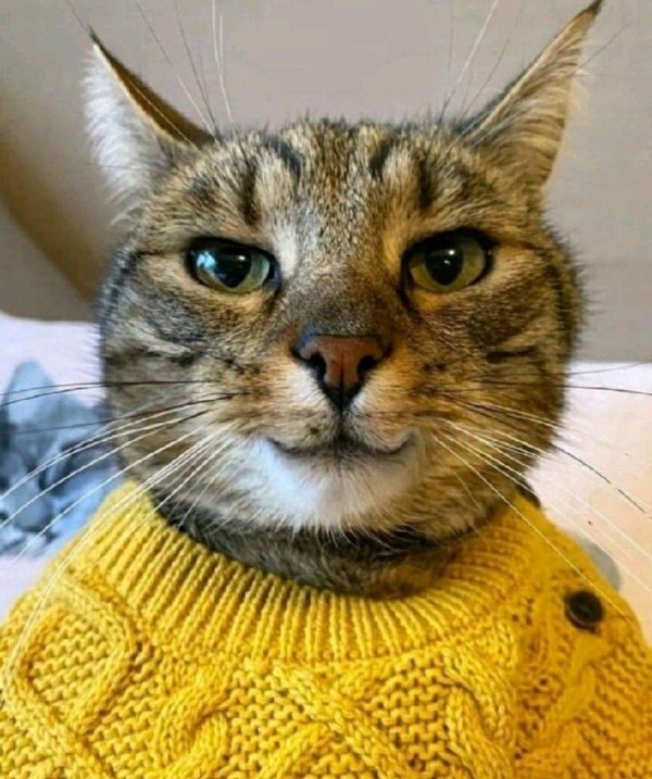 котики риск