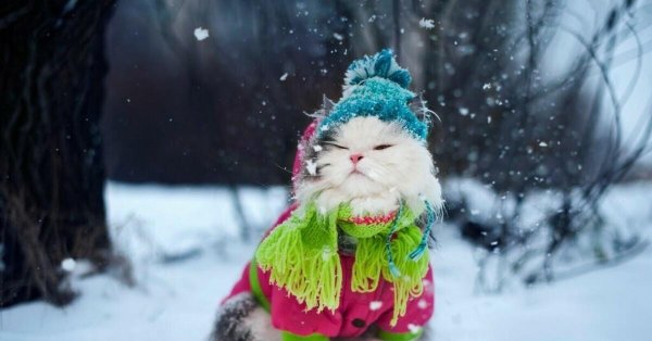 кот зима