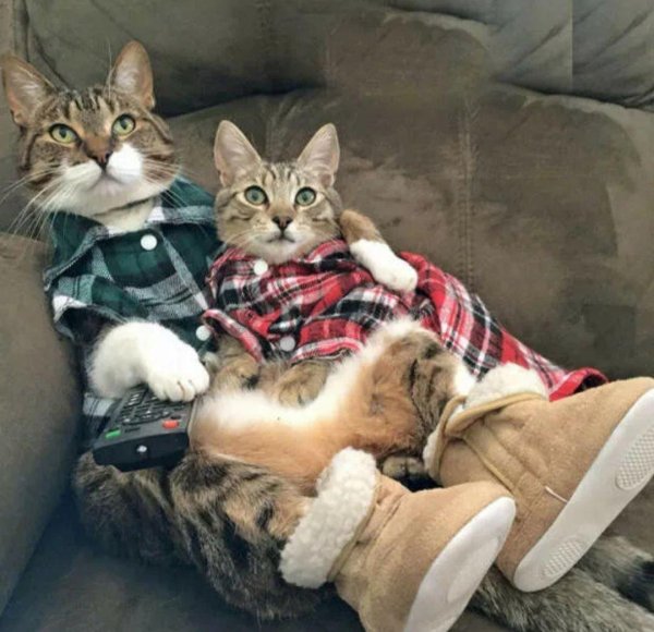 подборка котов