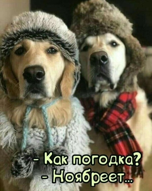 cмешные животные