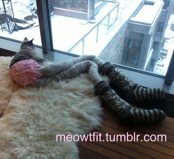 кот на ногах