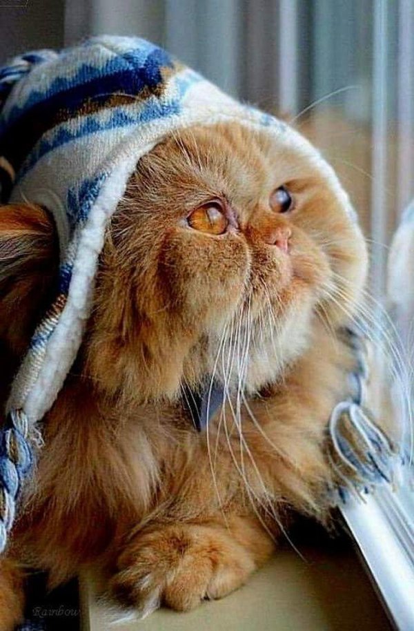 персидская кошка