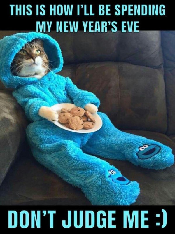 милые котики