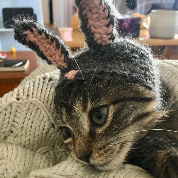 кошка в шапке