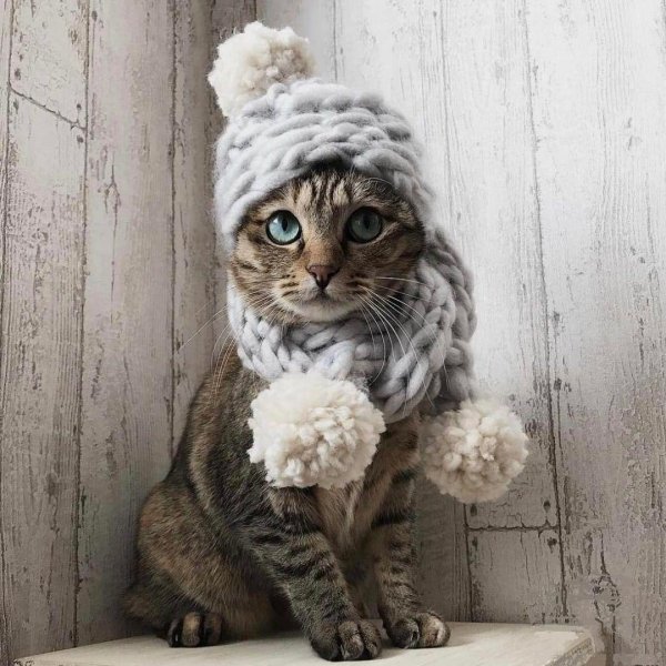 кот сумасшедший