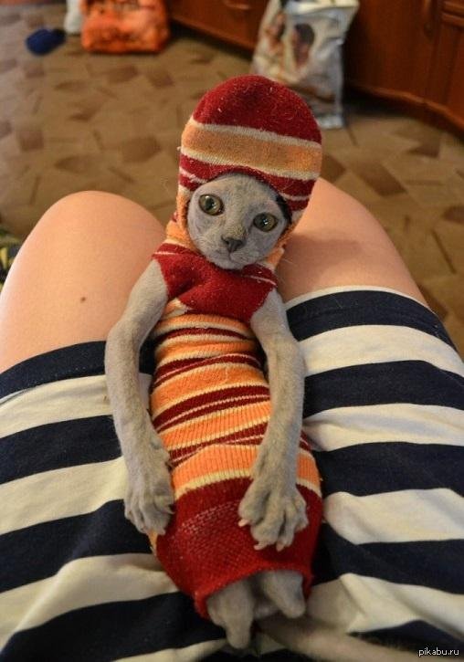 одежда для сфинкса