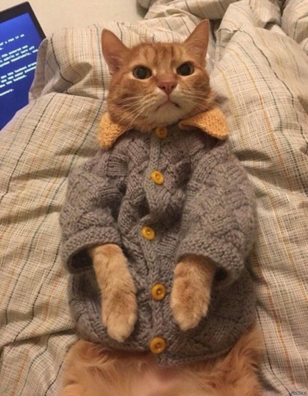 кошачья одежда