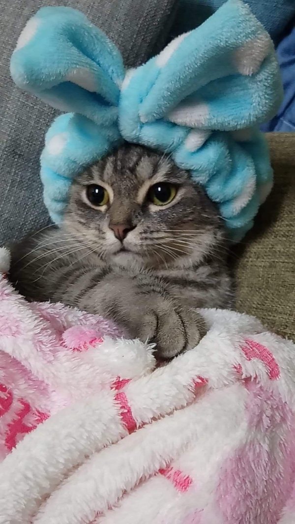 милые котенок