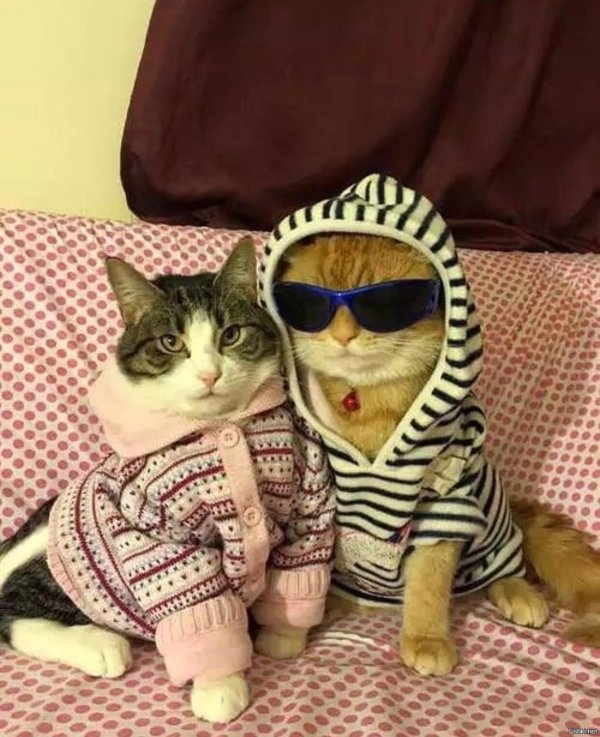 смешной котенок